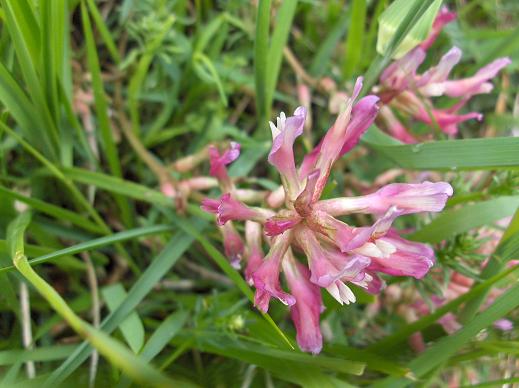 Astragalo?? - Astragalus cfr. monspessulanus